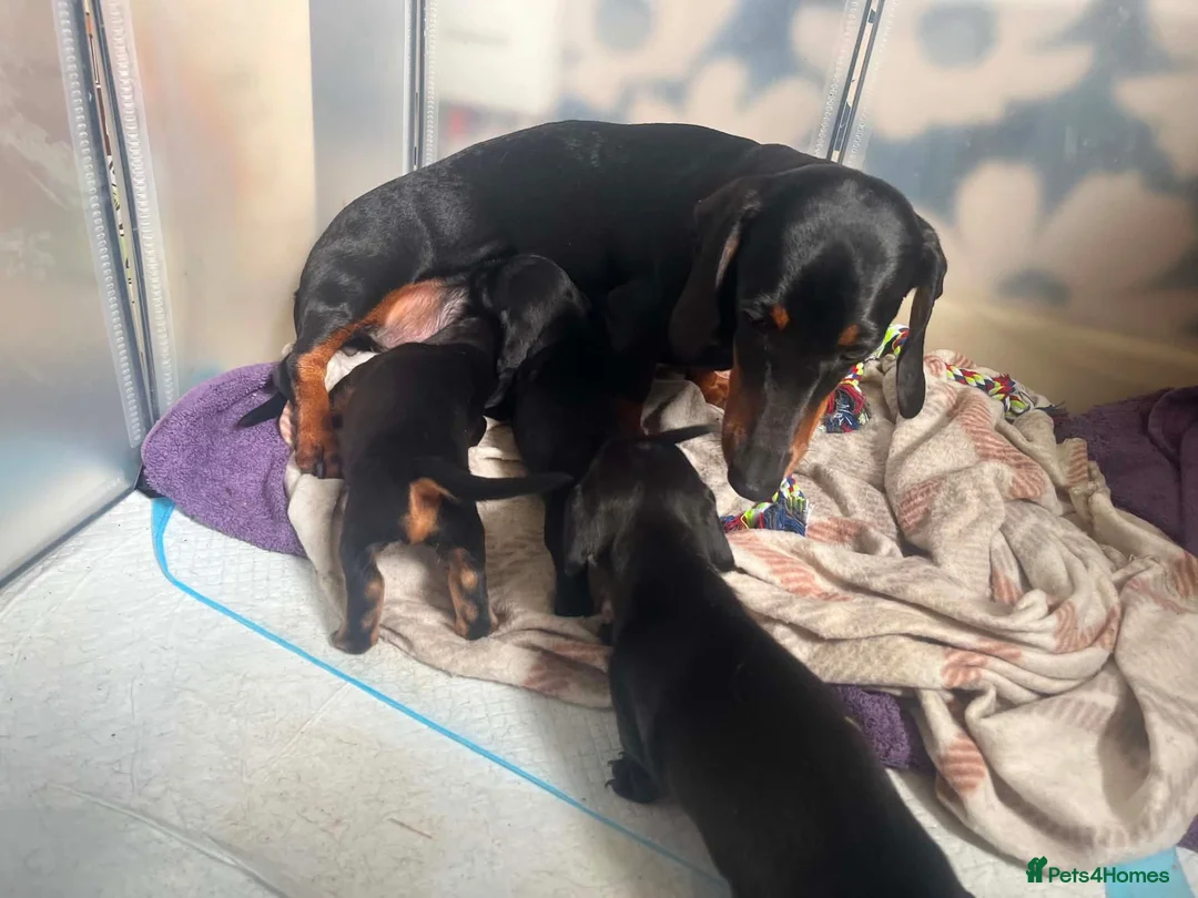 Miniature Dachshund dogs for sale: Minature dashchunds smooth coat in Swansea - Advert 1