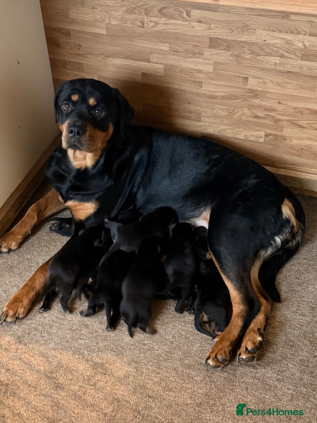 Rottweiler dogs for sale: Chunky Rottweiler Puppies - Advert 1
