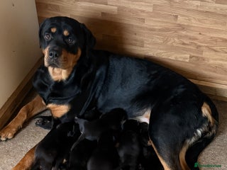 Rottweiler dogs Chunky Rottweiler Puppies - Advert 8