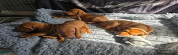 Hungarian Vizsla dogs for sale: Hungarian Vizsla Puppies – Rich Geltwood Heritage - Advert 22