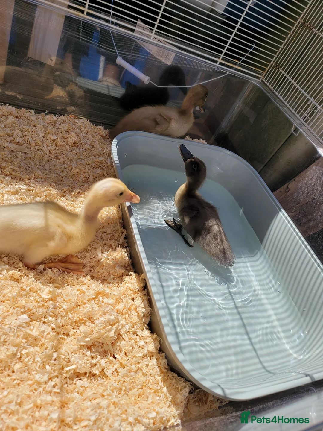 Ducks poultry for sale: Gorgeous baby runner ducks - Advert 2