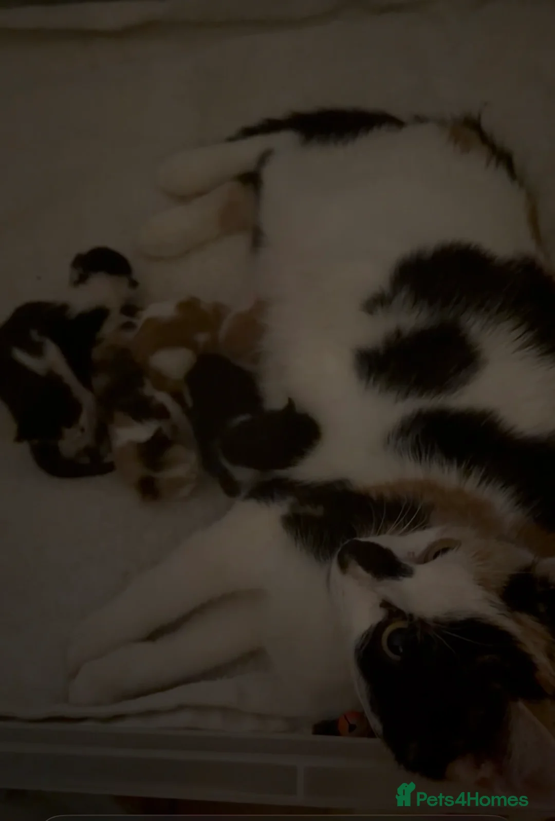 Mixed Breed cats for sale: 5 kittens  - Advert 7