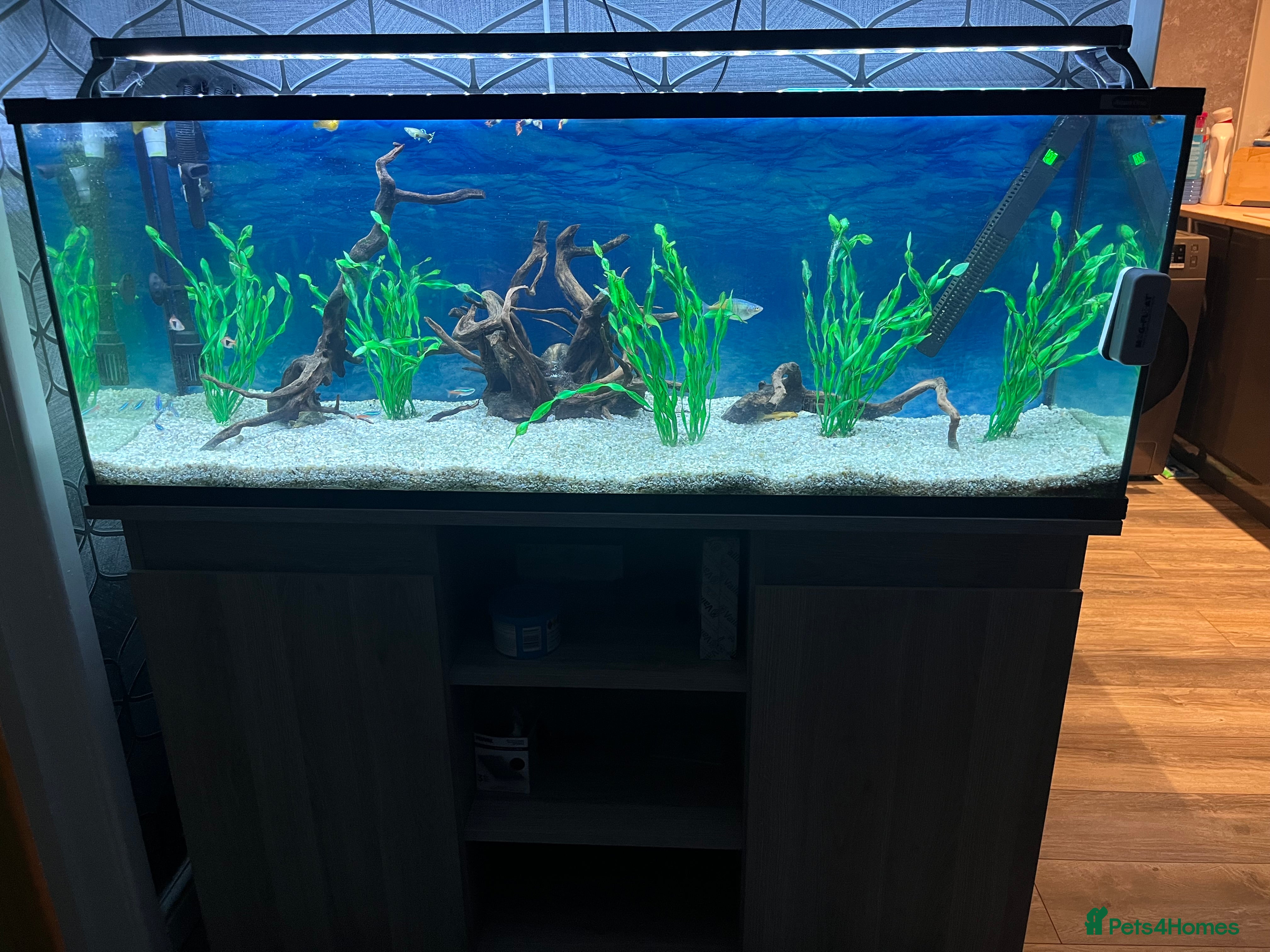 Tetras fish 180 litre fish tank  - Advert 2