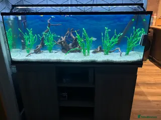 Tetras fish 180 litre fish tank - Advert 21