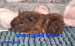 Guinea Pig rodents for sale: Baby sheltie and texel Guinea pig boys in Saltburn-by-the-Sea - Image 12
