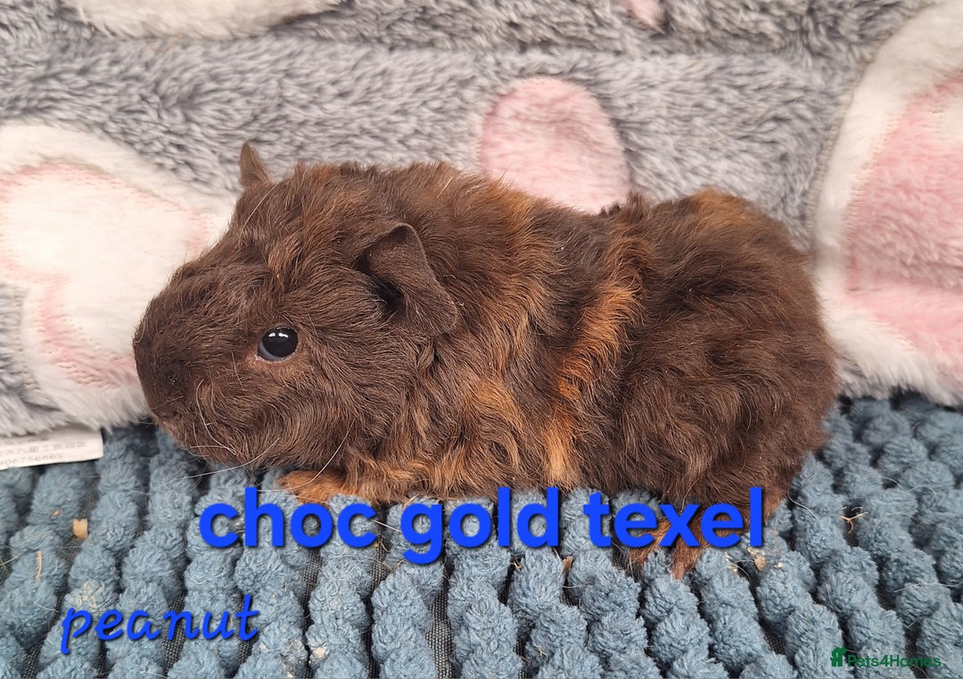 Guinea Pig rodents for sale: Baby sheltie and texel Guinea pig boys in Saltburn-by-the-Sea - Image 12