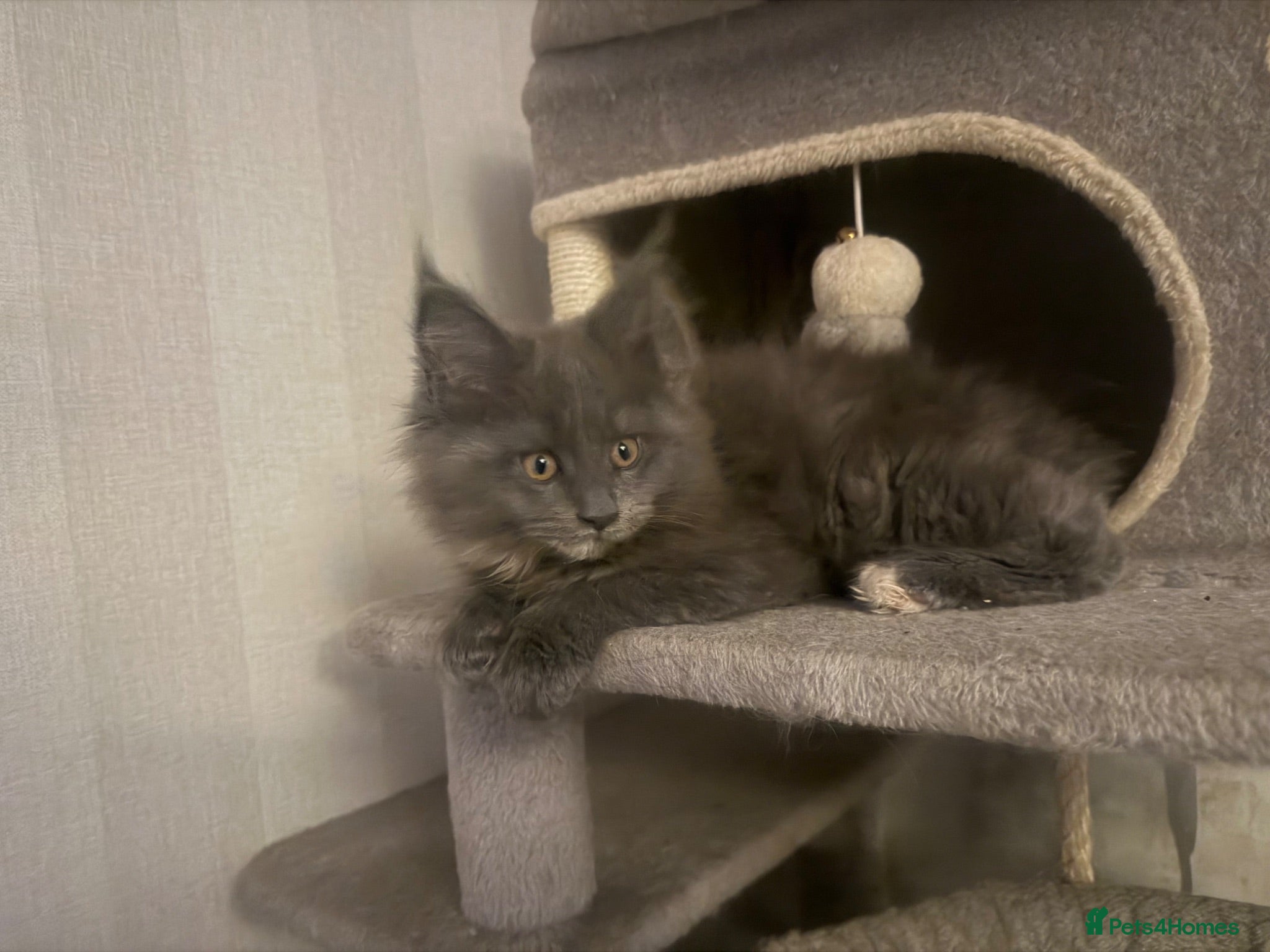 Maine Coon cats Blue dilute tortie maincoon girl  - Advert 2