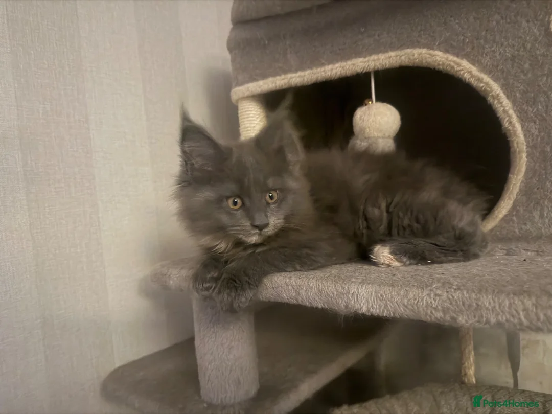 Maine Coon cats for sale: Blue dilute tortie maincoon girl  - Advert 1