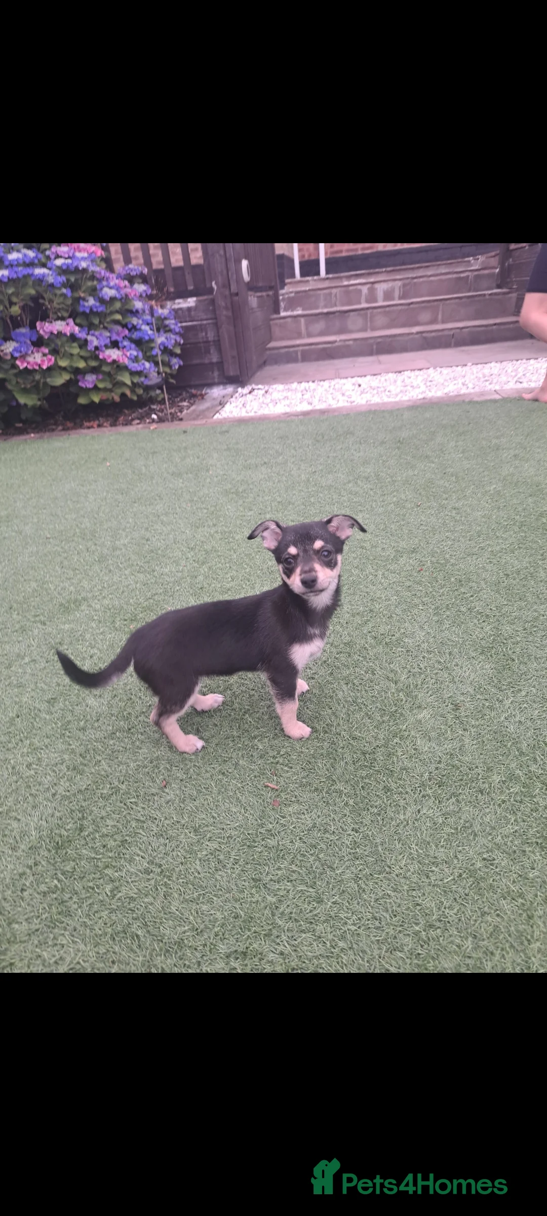 Chihuahua dogs for sale: 15 week old Chihuahua ready to go - Advert 2