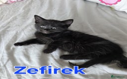 Domestic Shorthair cats for sale: Cute kittens for new home - Image 22