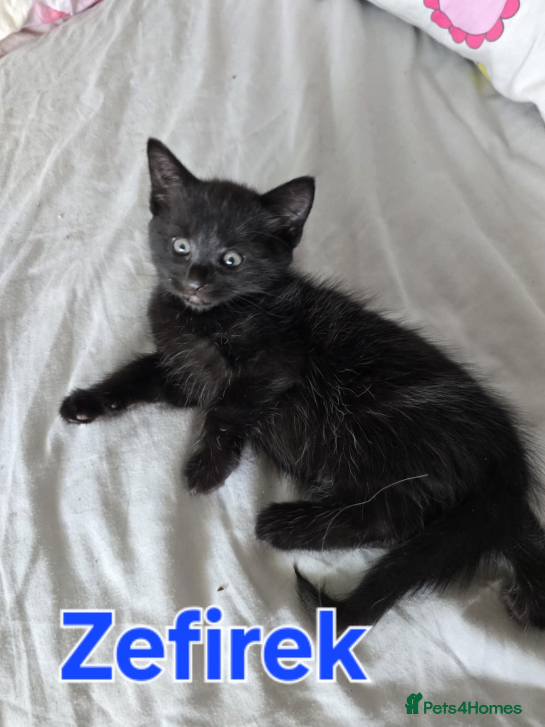Domestic Shorthair cats for sale: Cute kittens for new home - Image 22