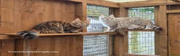 Bengal cats for sale: Rare Cashmere & Short Hair Bengals  - Advert 1