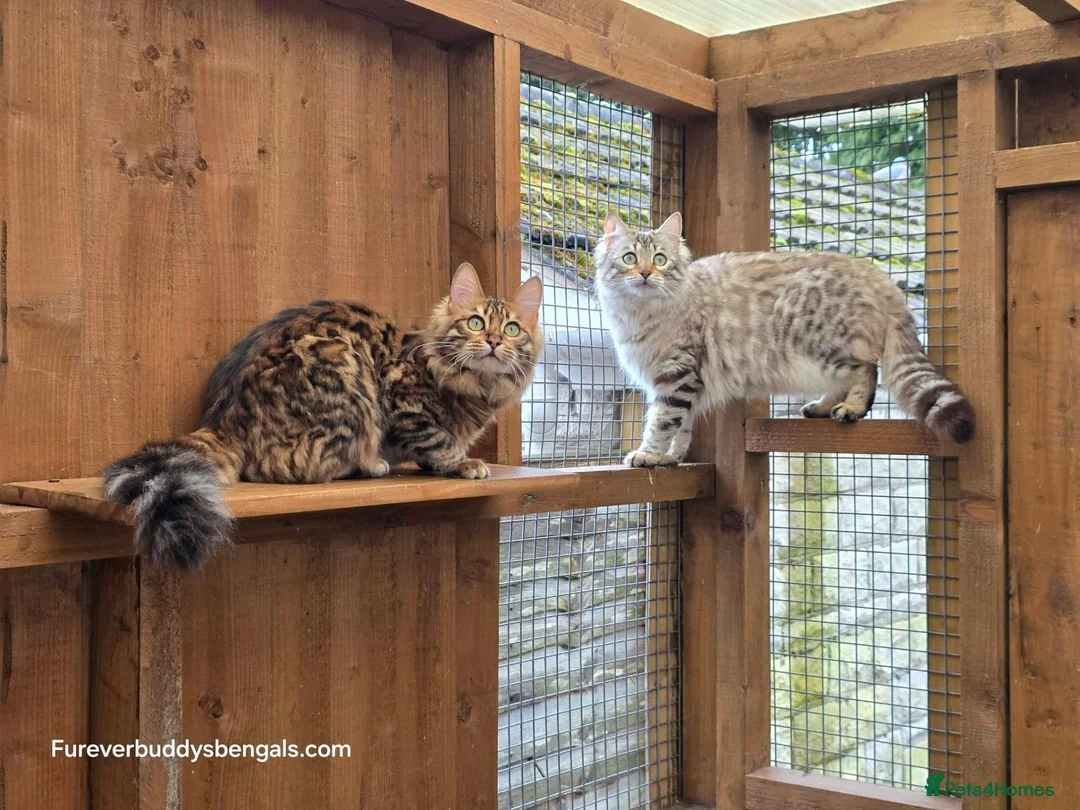 Bengal cats for sale: Rare Cashmere & Short Hair Bengals  - Advert 1