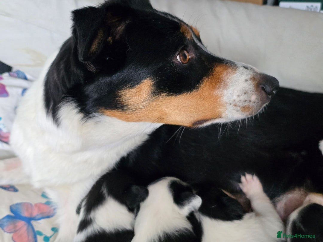 Mixed Breed dogs for sale: 2 Female Collie pups for sale - Advert 18
