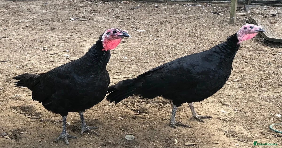 Turkeys Turkeys Poultry for sale | Pets4Homes