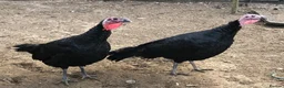 Turkeys poultry for sale: Norfolk Bronze Turkeys  - Advert 1