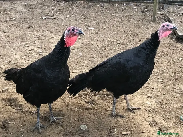 Turkeys poultry for sale: Norfolk Bronze Turkeys - Advert 1