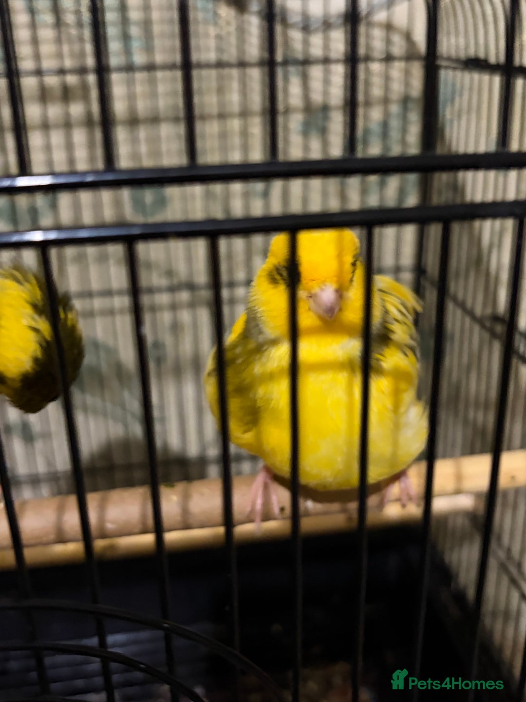 Canaries birds for sale: Border buff pair canaries  - Advert 4