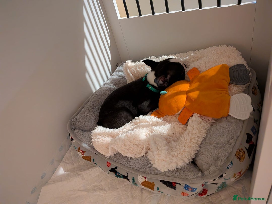 Boston Terrier dogs for sale: SOLD** - Advert 15