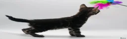 Bengal cats for sale: TICA Registered Snow & Charcoal Bengal Kittens - Advert 3