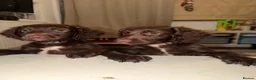 English Springer Spaniel dogs for sale: 6x Brown Springer Puppies  - Advert 6