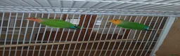 Lovebirds birds for sale: Lovebird pairs £60 - Advert 2