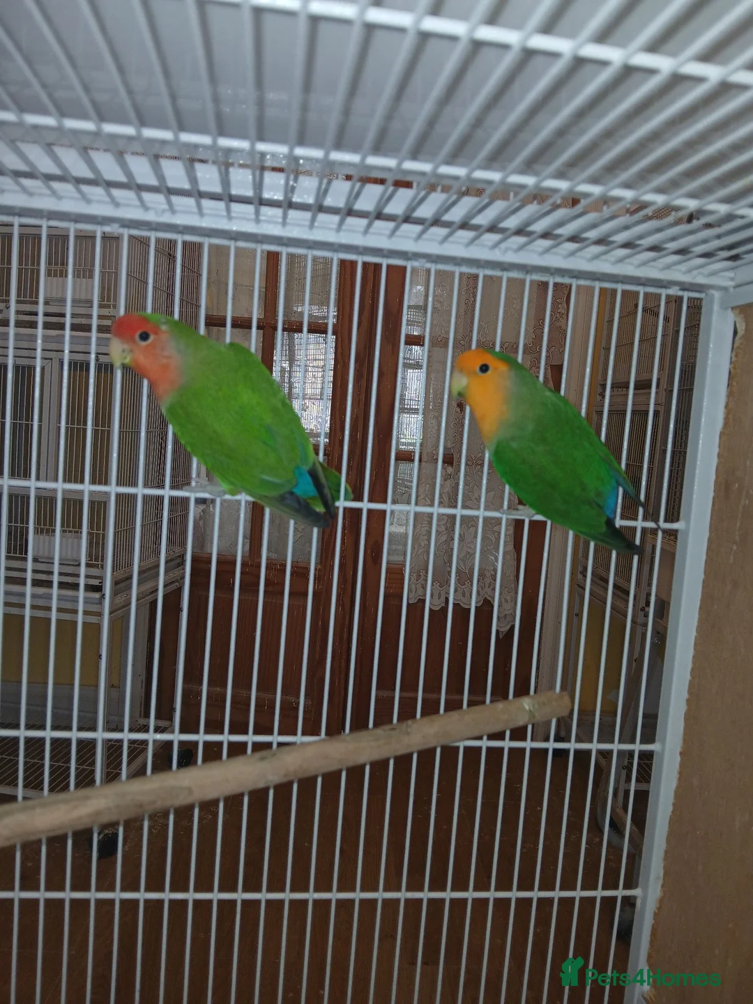 Lovebirds birds for sale: Lovebird pairs £60 - Advert 2