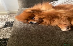 Pomeranian dogs for sale: Beautiful adult female  - Image 3