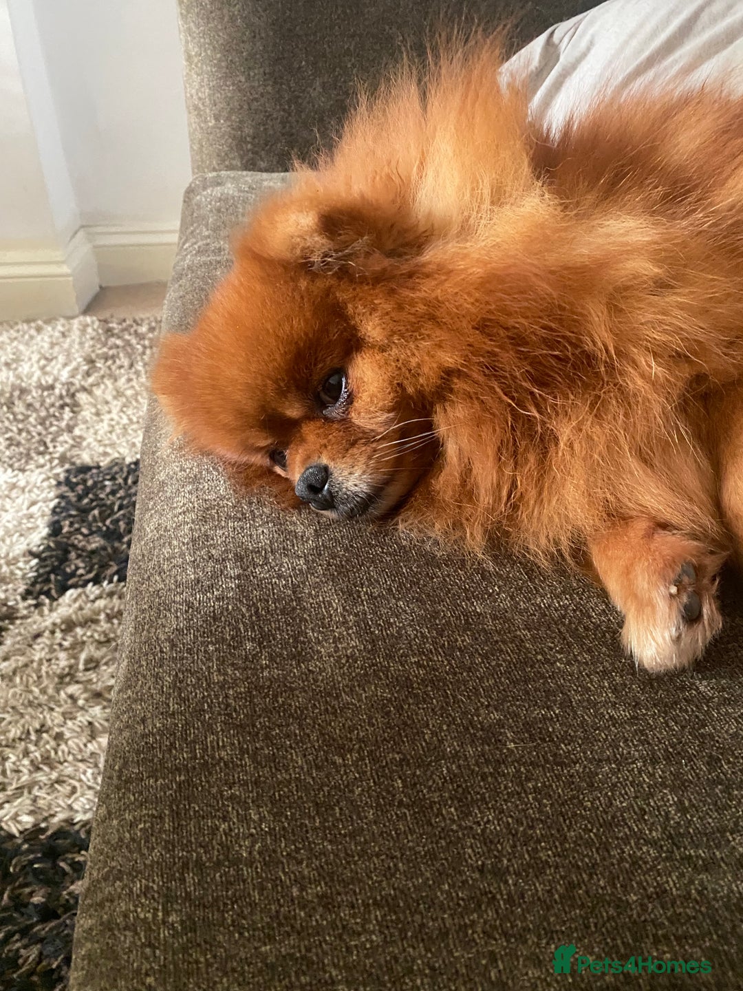 Pomeranian dogs for sale: Beautiful adult female  - Image 3