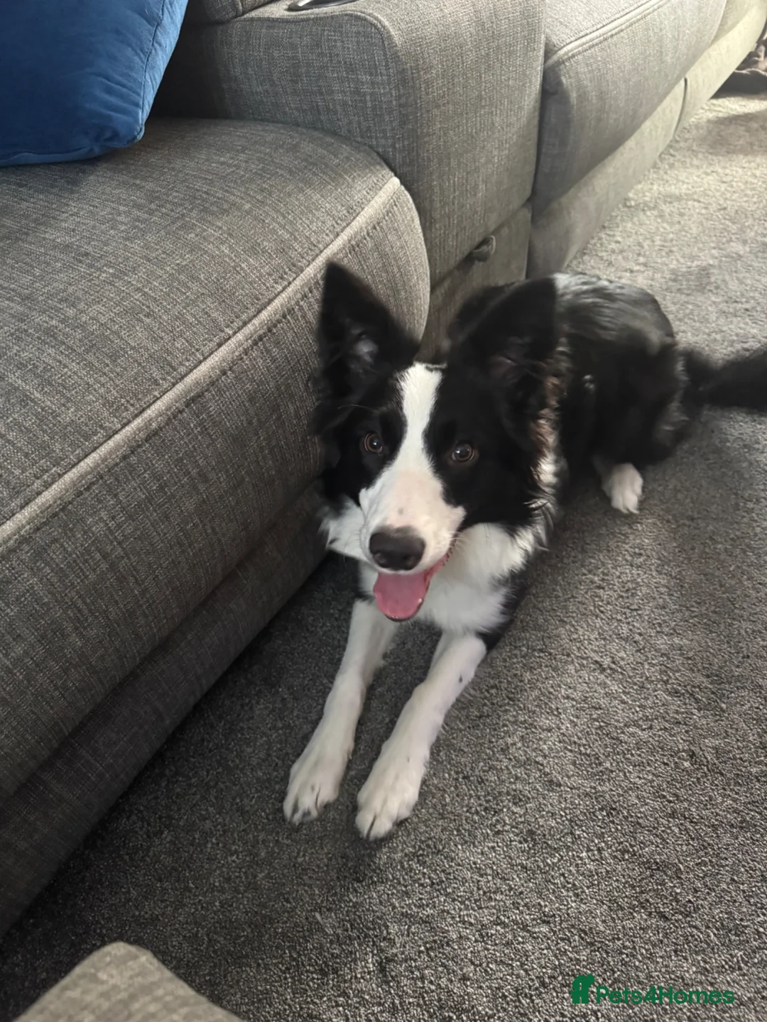 Border Collie dogs for sale: Luna x - Advert 1