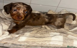 Miniature Dachshund dogs for sale: Mini dachshunds  - Image 5