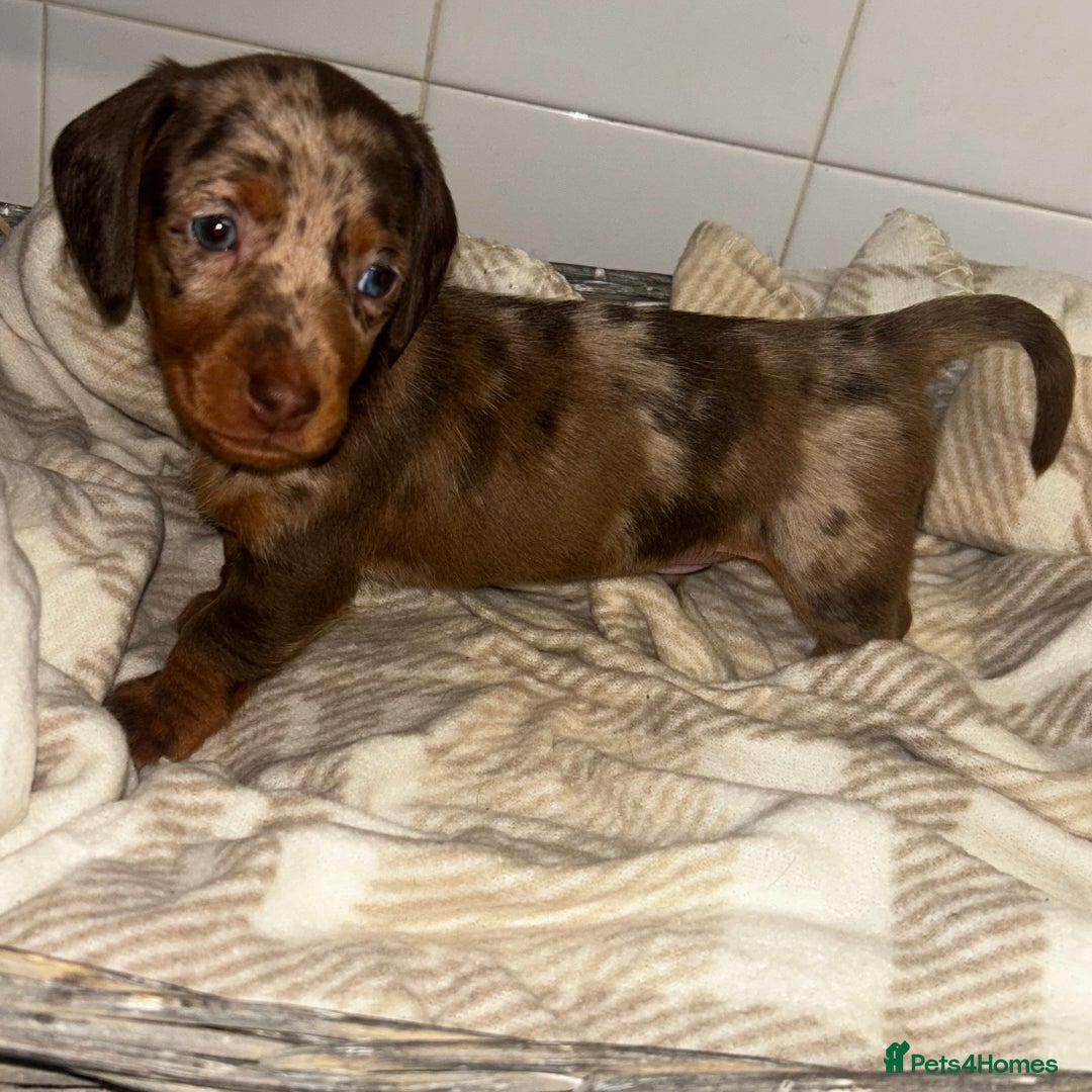 Miniature Dachshund dogs for sale: Mini dachshunds  - Image 5