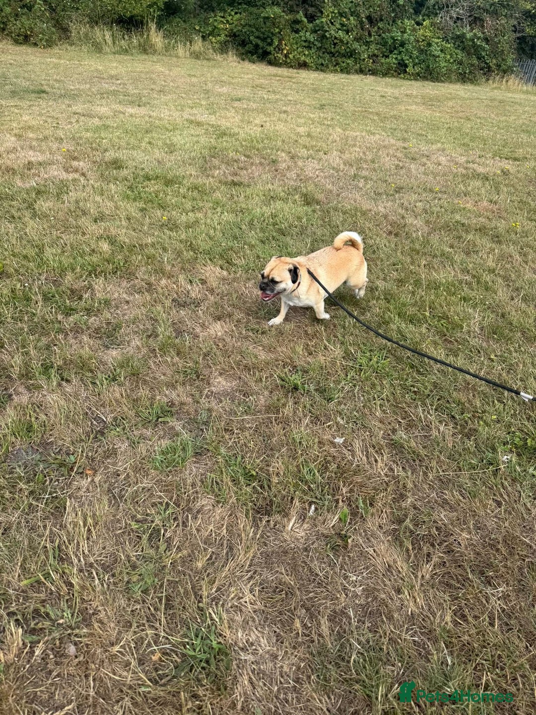 Frug dogs for sale: Special dog seeks special home 🏡💖 - Image 4