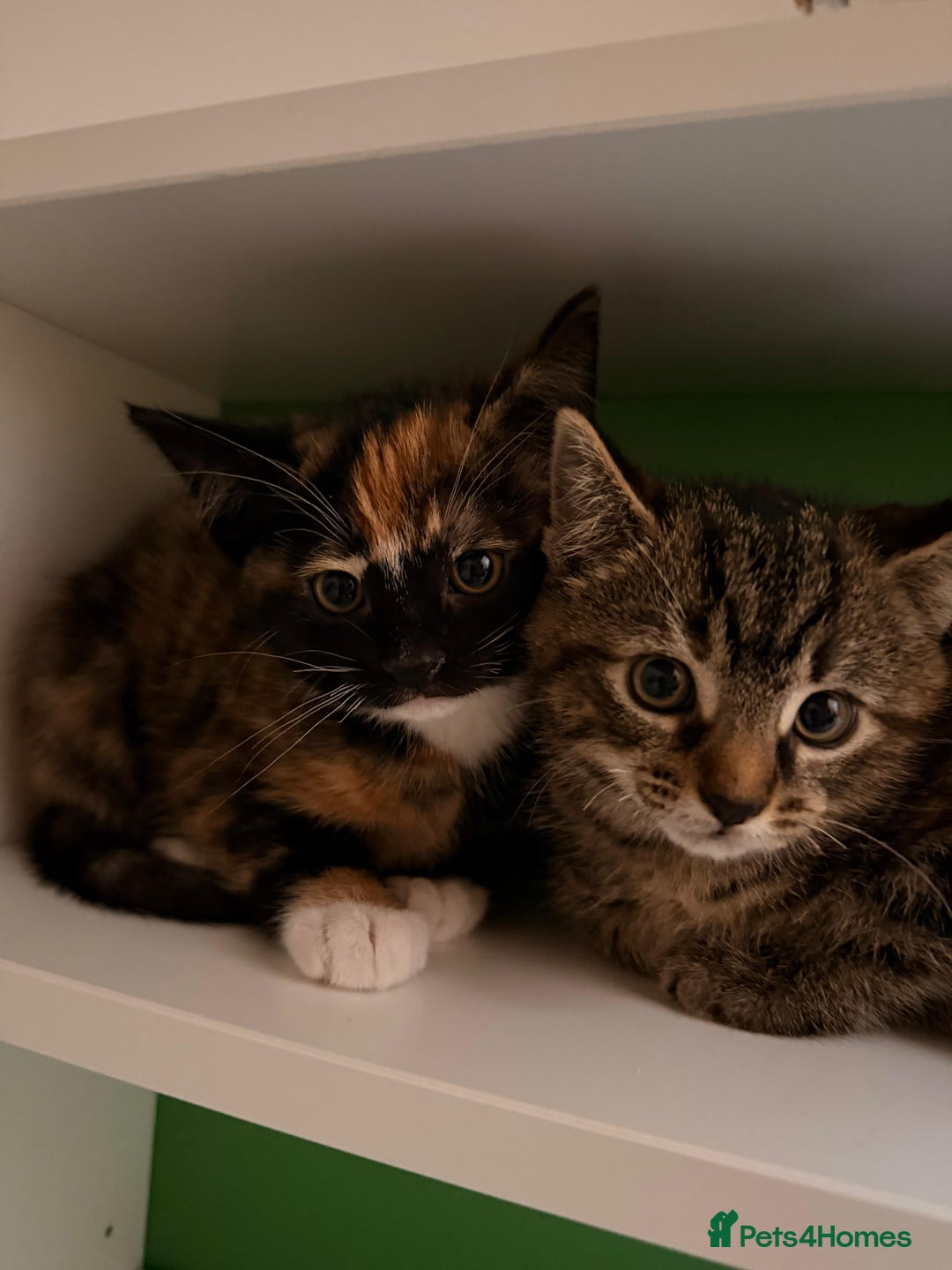 Mixed Breed cats for sale: Very special tortie and white girl - Advert 21