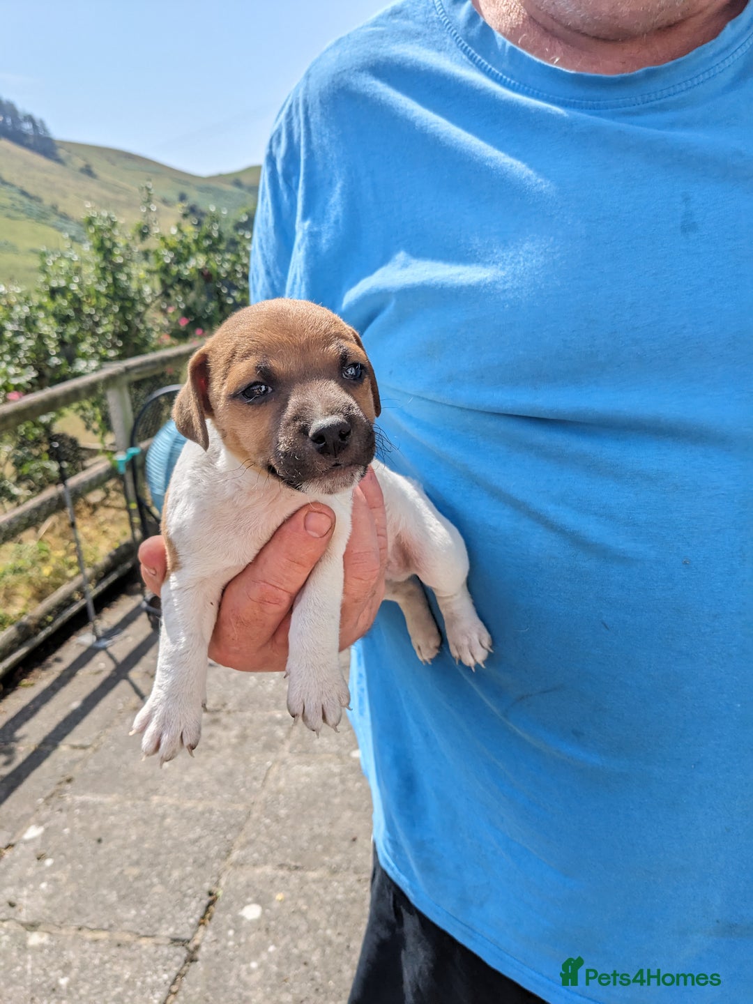 Jack Russell dogs for sale: Miniature Jack Russell's - Image 8