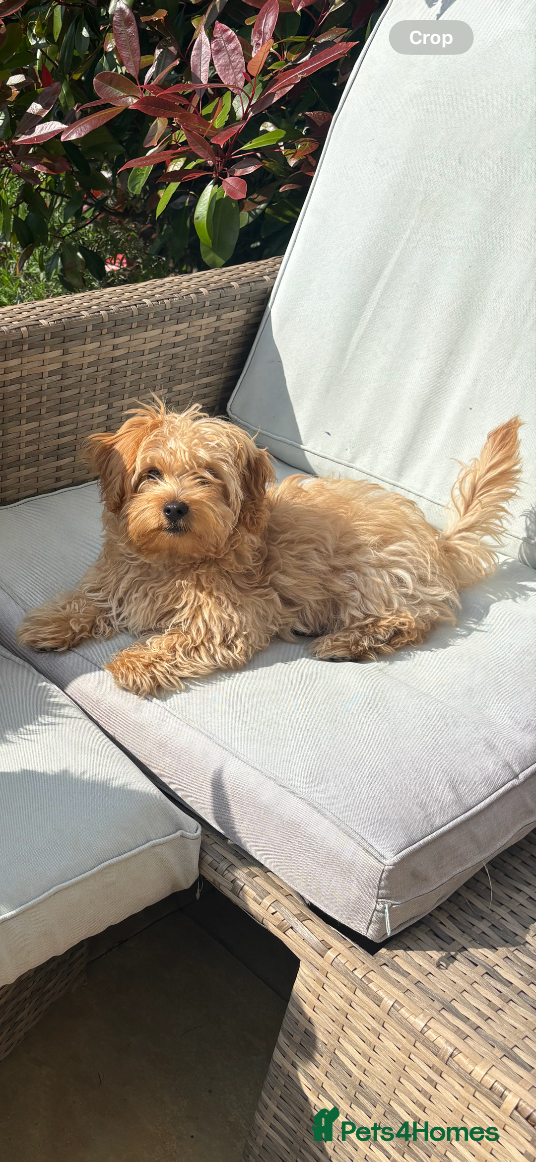 Yorkiepoo dogs for stud: Yorkiepoo STUD - Image 2