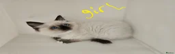 Ragdoll cats for sale: Purebred beautiful ragdoll kittens  - Advert 7