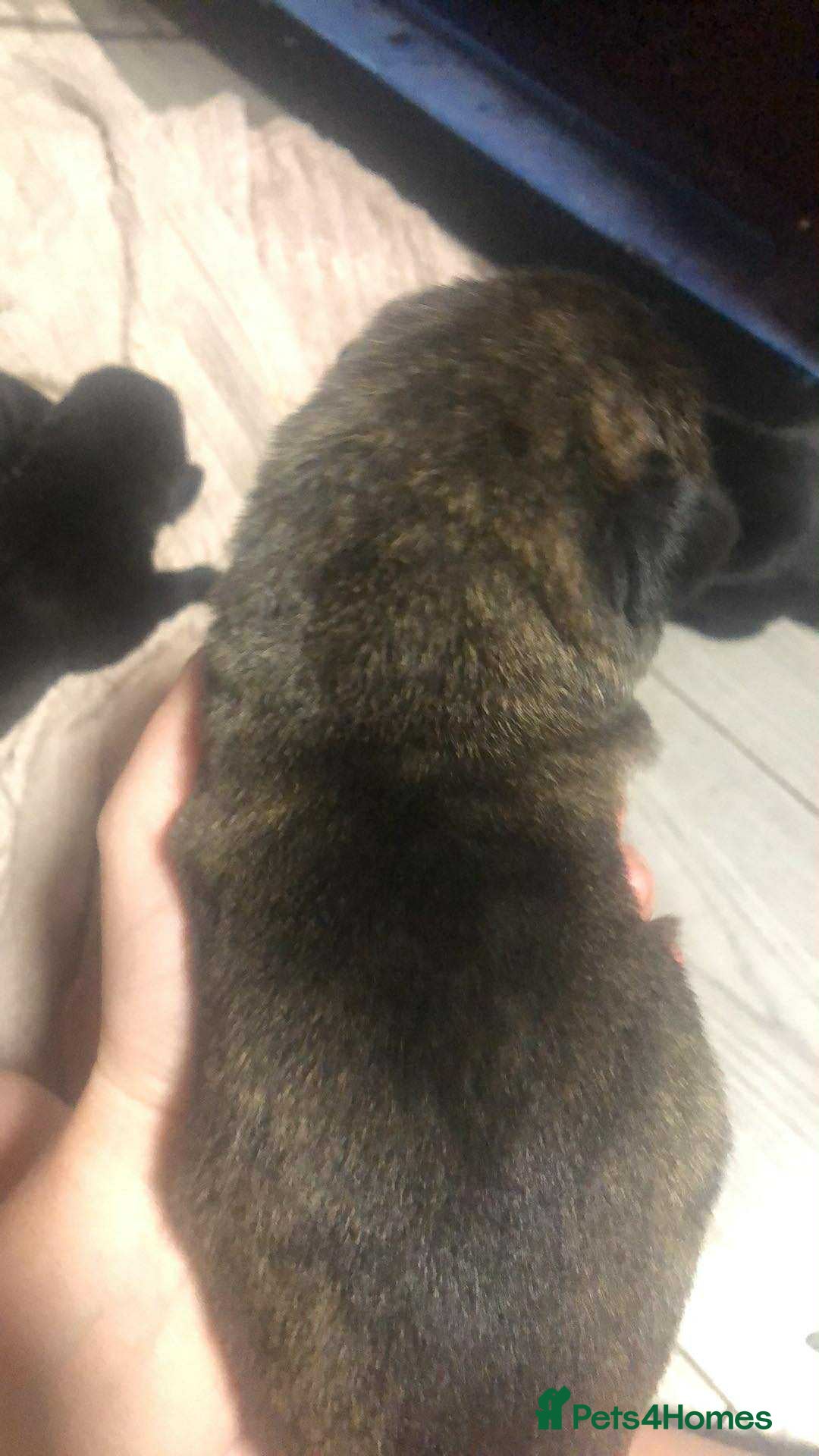 Mixed Breed dogs for sale: Cane corso cross German shepherd puppy’s  - Image 14