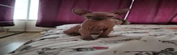 Sphynx cats for sale: Canadian sphynx kittens looking for home - Advert 6