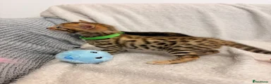 Bengal Kitten 1