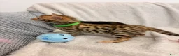 Bengal cats for sale: Only 2 Beautiful Bengal kittens Available🐾  - Advert 27