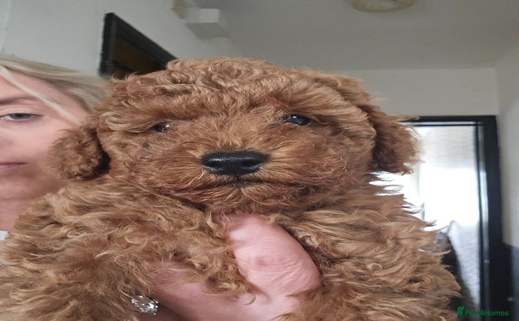 Toy Poodle dogs - Advert 4