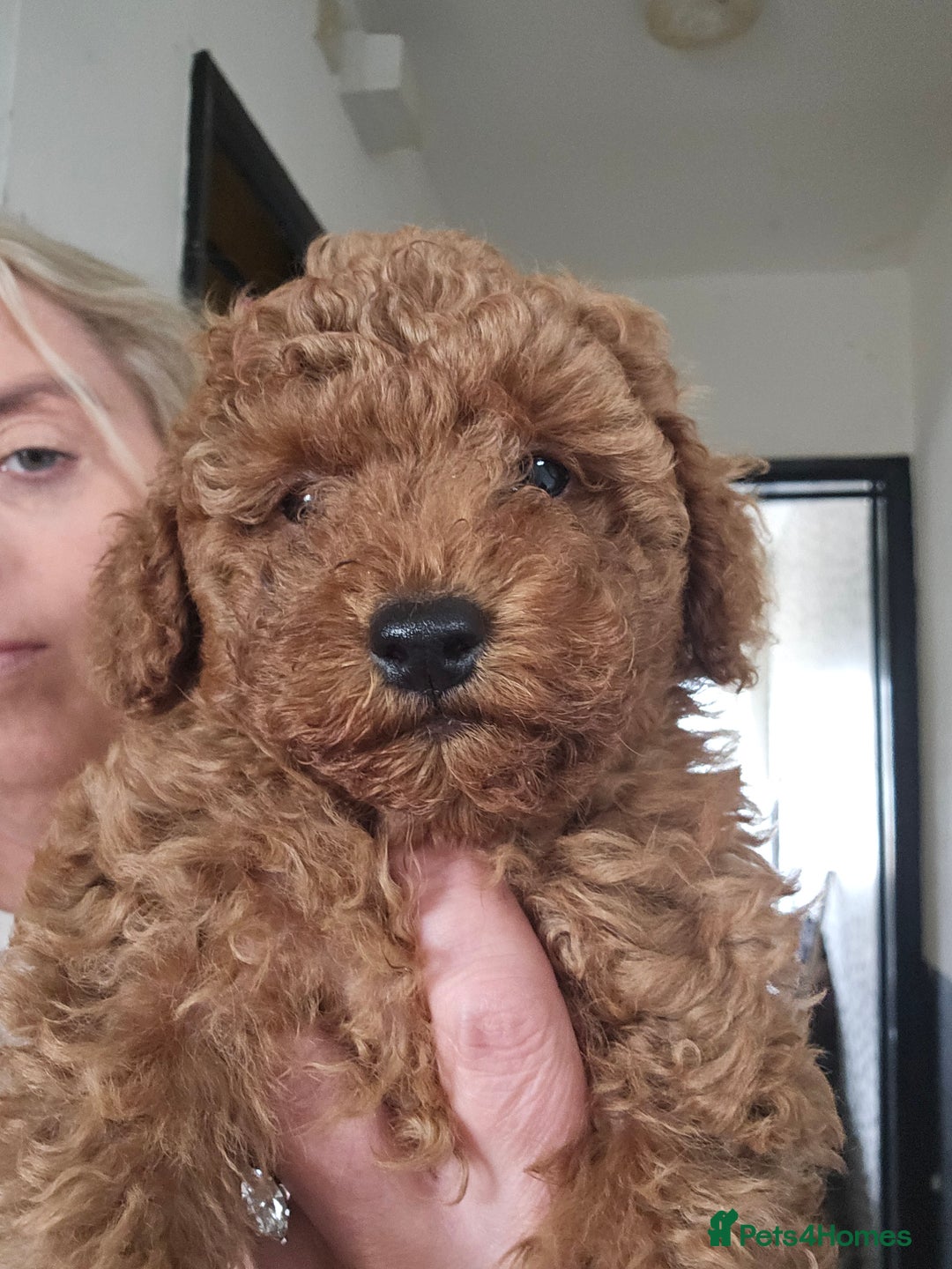 Toy Poodle dogs for sale: Toy poodle - Image 1