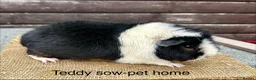Guinea Pig rodents for sale: Guinea pigs - Advert 11