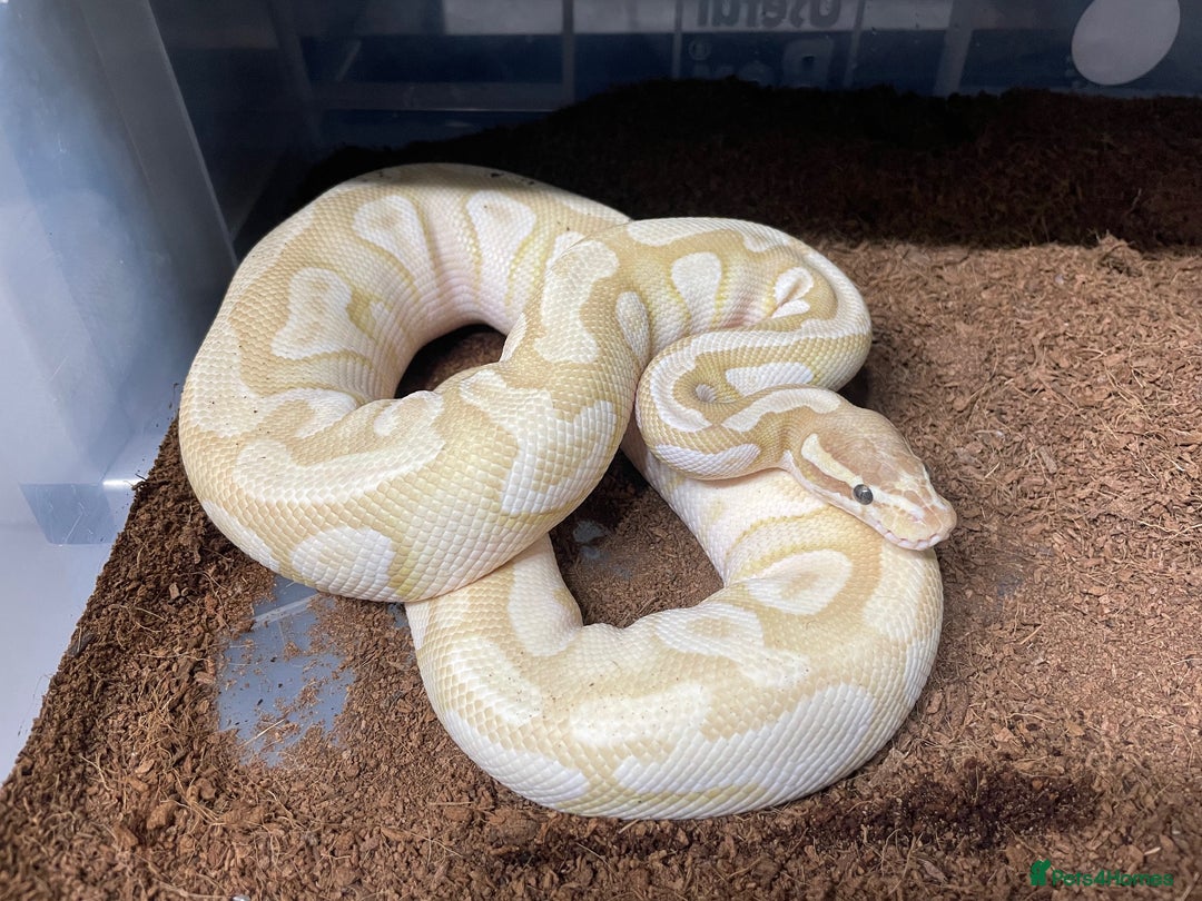 Python Snake reptiles for sale: Royal Python Collection x9 Female x1 male - Advert 2