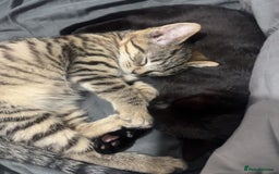 Bengal cats for sale: 2 cats just turned a year old  - Image 2