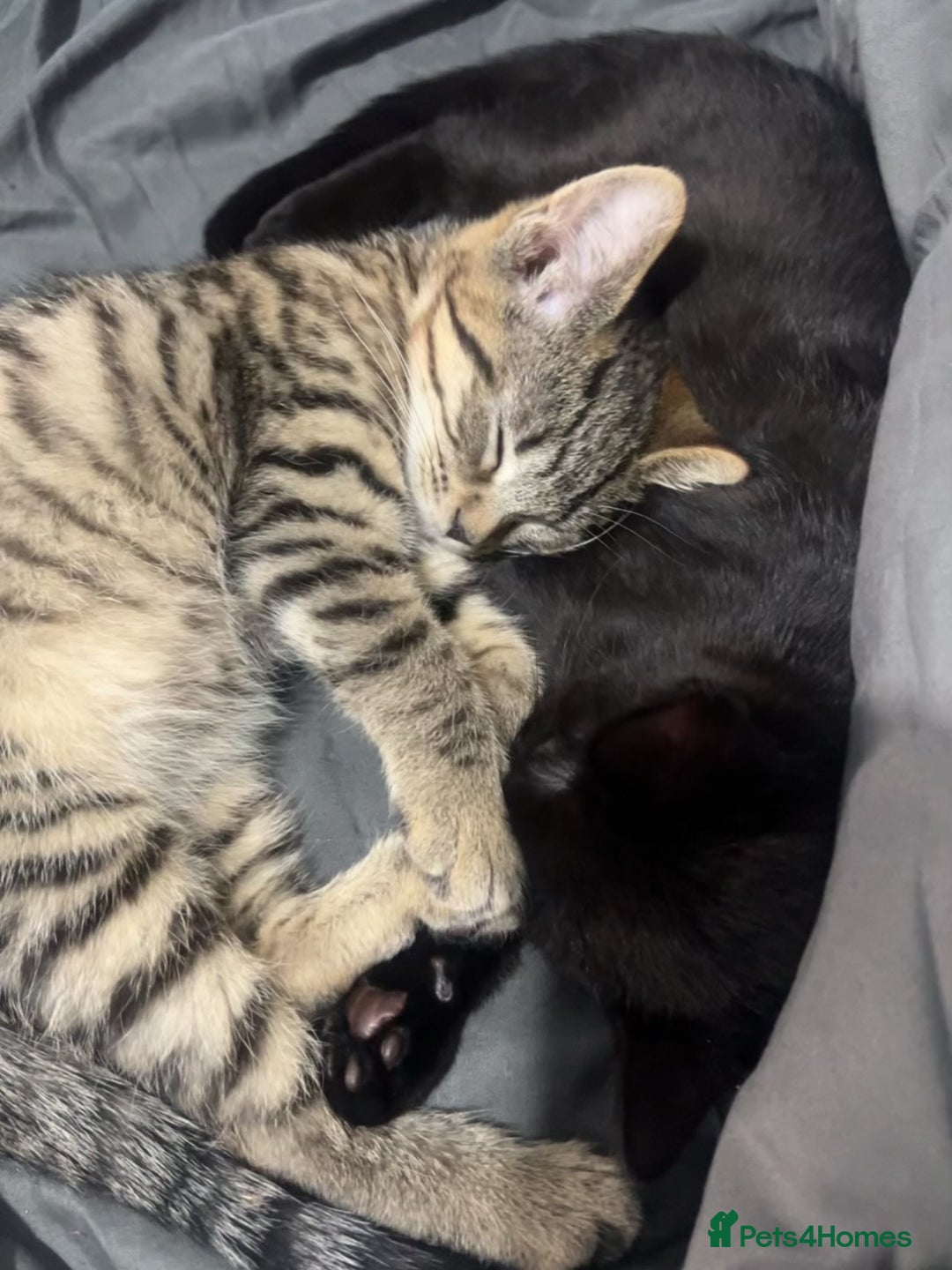 Bengal cats for sale: 2 cats just turned a year old  - Image 2
