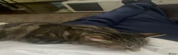 American Wirehair cats for sale: 2 young female cats.  - Advert 3