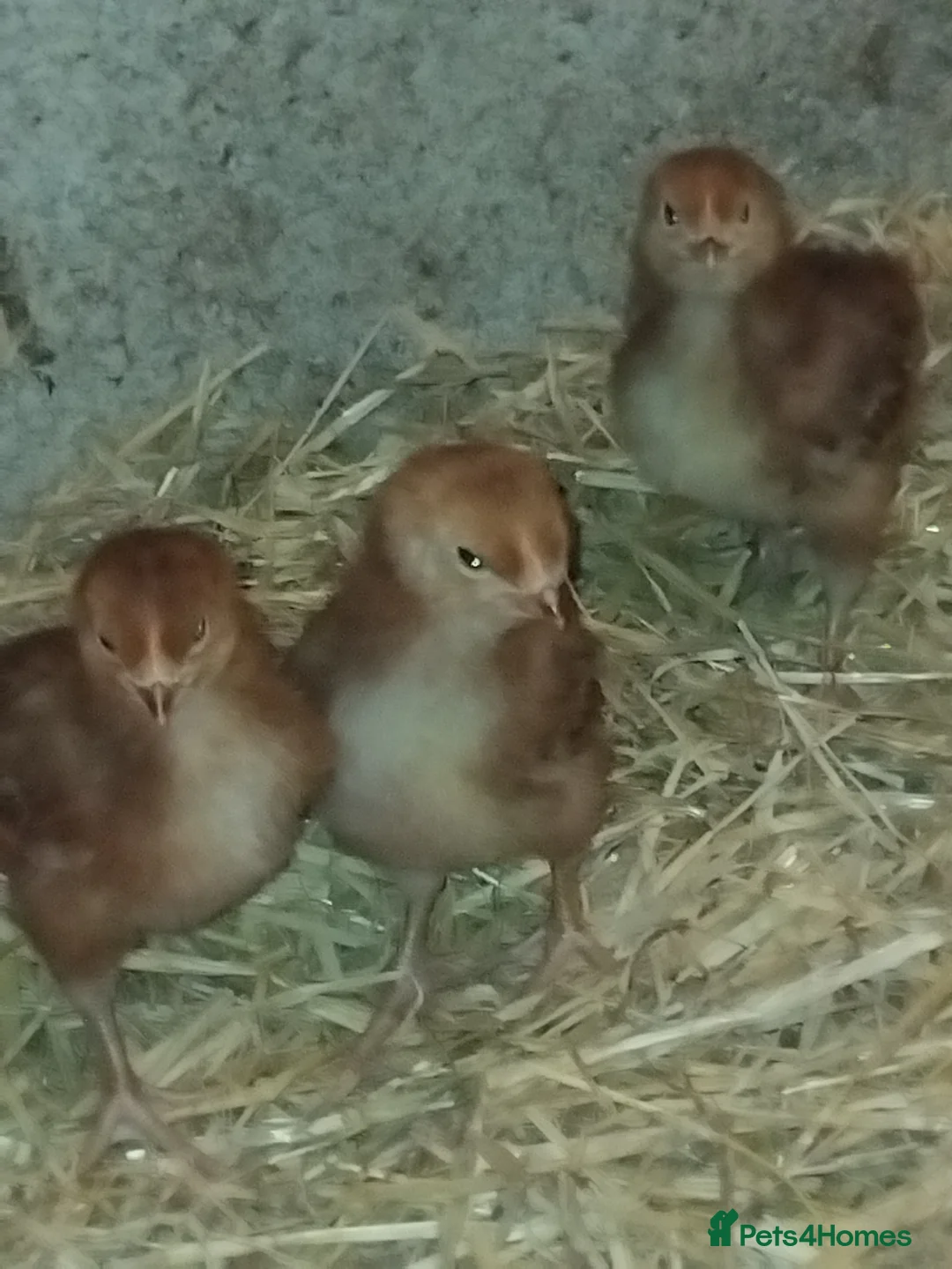 Mixed Breed poultry for sale: Purebred chick and ducklings  - Advert 2
