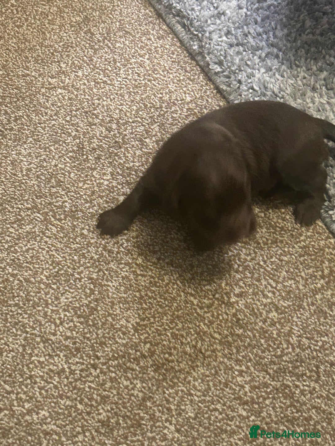 Cocker Spaniel dogs for sale: Working cocker spaniels - Advert 12